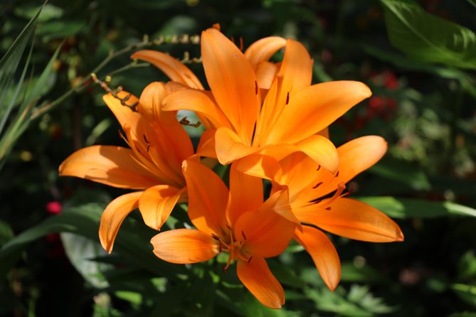 Giverny Private Half-Day Trip including Claude Monet' Gardens & House from Paris - Monet’s Giverny Experience: Who Will Enjoy This Tour?