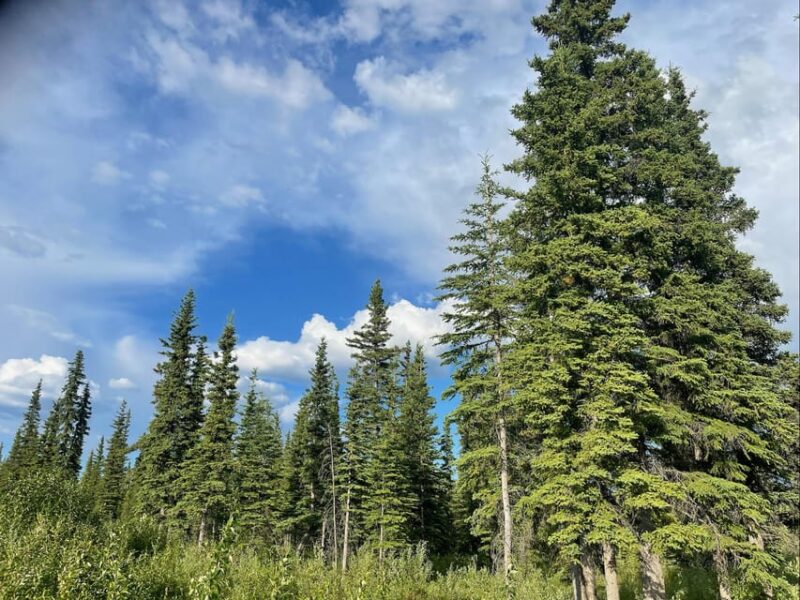 Glacial Lake, Waterfall and rainforest. Beauty of Turnagain! - Visit Beluga Point and Girdwoods Mount Alyeska