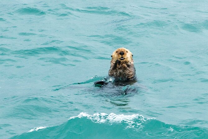Glacier Bay Day Tour: Explore Tidewater Glaciers and Wildlife - The Catamaran Experience: Views and Comfort