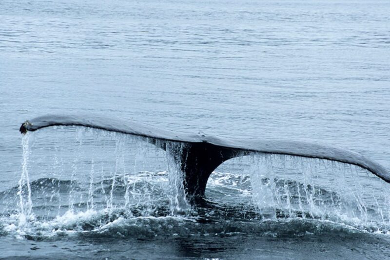 Glacier Bay: High Speed Catamaran Glacier & Wildlife Tour - Marine Wildlife Encounters on the Water