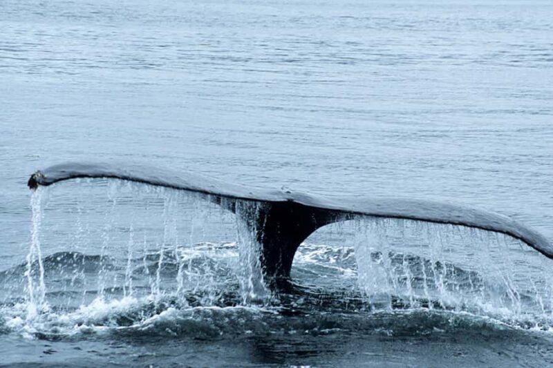 Glacier Bay: High Speed Catamaran Glacier & Wildlife Tour - Meeting Point and Practical Logistics