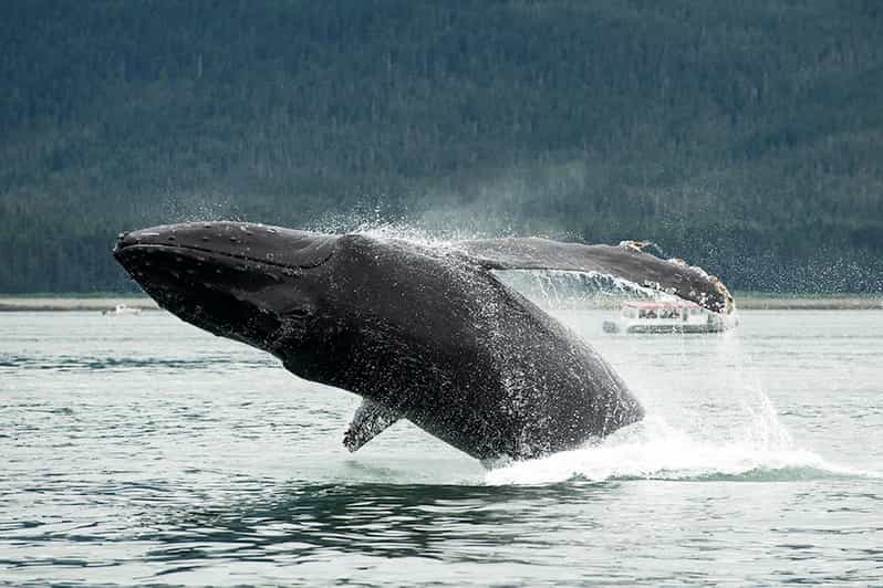 Glacier Bay: High Speed Catamaran Glacier & Wildlife Tour - Comparing Similar Glacier and Wildlife Tours
