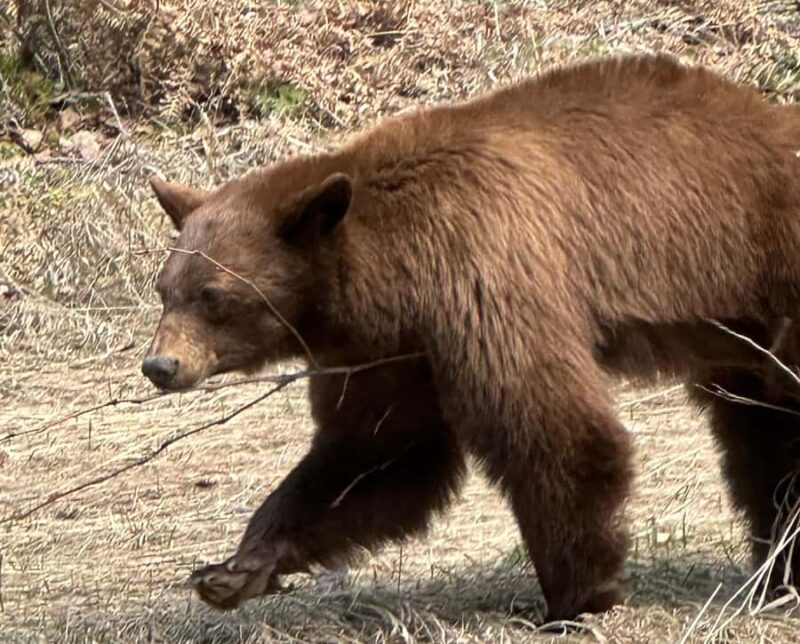 Glacier National Park: Summer Driving Tour with Lunch - Visiting Apgar Village and Lake McDonald