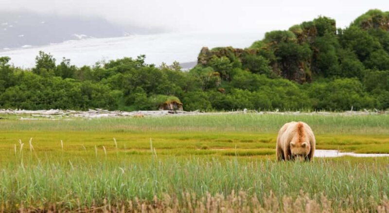 Glacier Park Privat Experience in Luxurious SUV Customizable - Why Choose This Tour Over Others?