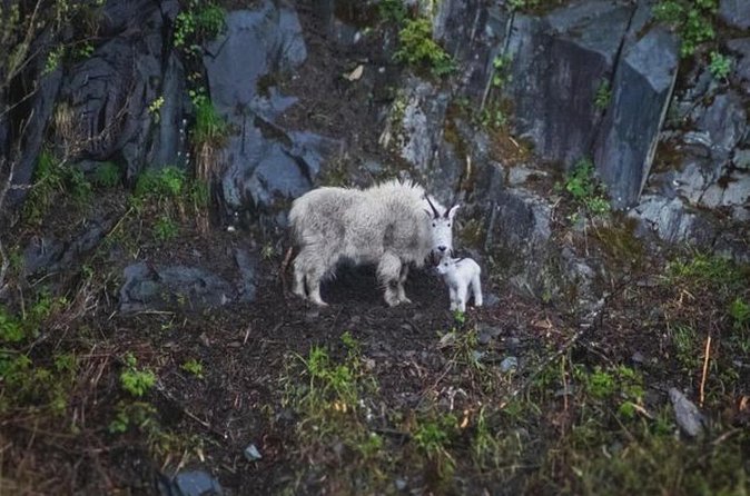 Glacier Quest Cruise Self Drive - The Blackstone Bay Glacier Cruise Experience