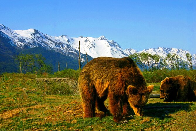Glacier View & Wildlife Anchorage Adventure Tour - Comfortable Transportation and Thoughtful Inclusions
