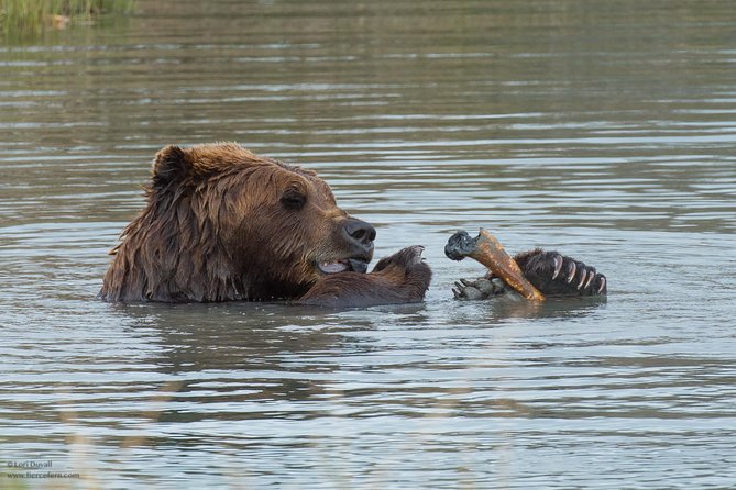 Glaciers and Wildlife: Super Scenic Day Tour from Anchorage - The Scenic Drive Along Turnagain Arm and Mountaineering Views