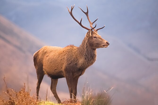 Glasgow: Glencoe & Oban Privately Guided Day Tour in Luxury MPV - Visiting the Iconic Kilchurn Castle on Loch Awe
