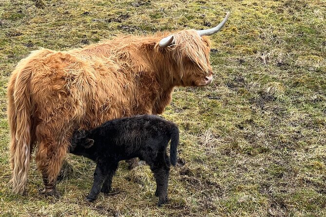 Glasgow Greenock Shore Excursion Highland Lochs, Castles & Glens - Scenic Drive to Rest and be Thankful Viewpoint