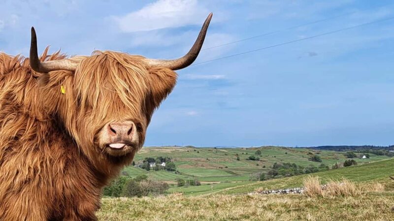 Glasgow: Highland Cow Trailer Tour with home baking - Authentic Highland Cow Safari in Glasgow with Home Baking