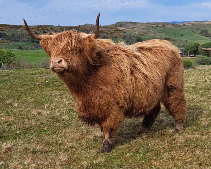 Glasgow: Highland Cow Trailer Tour with home baking - Key Points