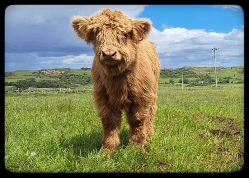 Glasgow: Highland Cow Trailer Tour with home baking - Practical Details: Meeting Point, Accessibility, and Tips