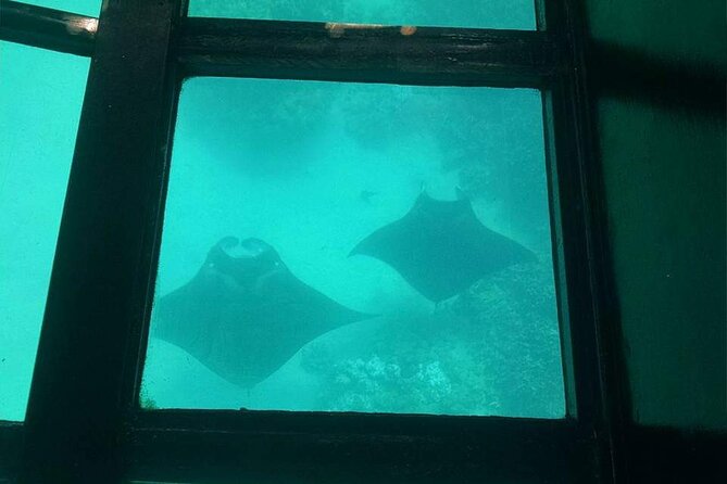 Glass-Bottom Boat Cruise from Waikoloa - Value and Comparison to Similar Tours