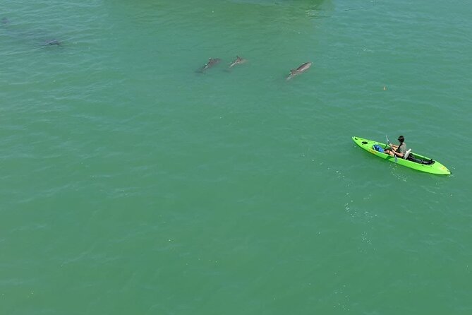 Glass Bottom Kayak Mangrove & Sandbar Adventure in St. Pete Beach - Explore Florida’s Water with a Glass Bottom Kayak in St. Pete Beach