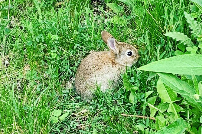 Glencoe, Central Highlands, Rob Roy, Whisky, Private Tour - Return to Edinburgh: A Smooth Finish