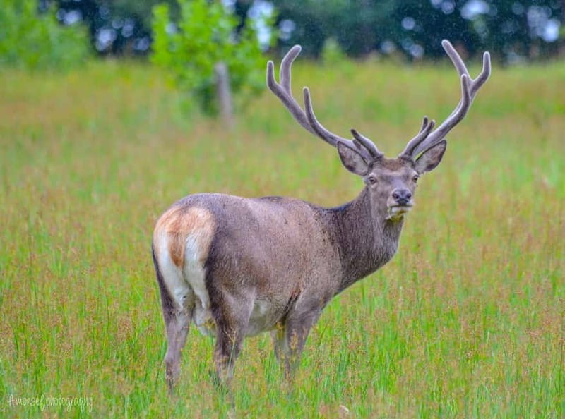 Glenfinnan: Glenaladale cruise, see the train and eagles 2hr - Key Points