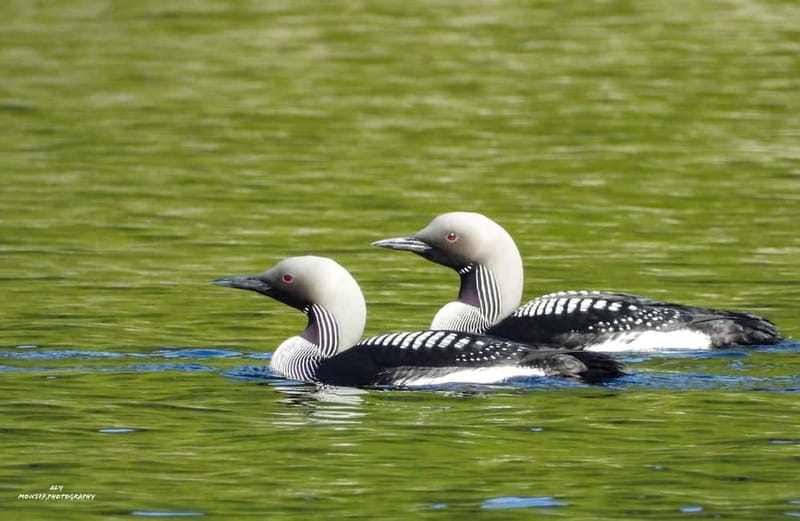 Glenfinnan: Glenaladale cruise, see the train and eagles 2hr - Spotting the Majestic Golden Eagles