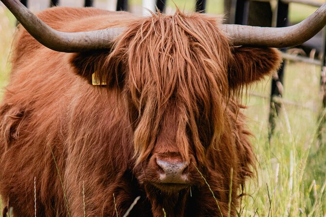 Glenfinnan Viaduct Glencoe Fort William Private Tour Glasgow - Fort William and Highland History