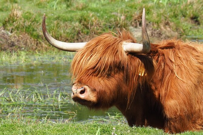 Glenfinnan Viaduct & The Great Glen Private Tour from Inverness - Loch Ness, Urquhart Castle, and the Caledonian Canal