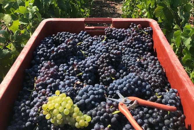 Gold Champagne Experience from Epernay (Private Full day tour) - Discovering the Birthplace of Champagne at Hautvillers