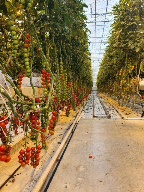 Golden Circle and South Coast. Day Tour - The Experience Provider and Booking Flexibility