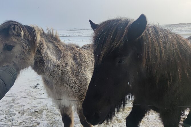 Golden Circle, Cook eggs in a hot spring, Shore Excursion - Gullfoss: The Power of Iceland’s Waterfalls