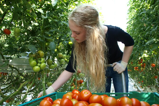 Golden Circle Day Trip with Fridheimar Greenhouse visit from Reykjavik - Þingvellir National Park: Where Tectonic Plates Meet