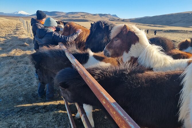 Golden Circle Experience - Private Eco Tour - Experiencing Geothermal Farming at Fridheimar