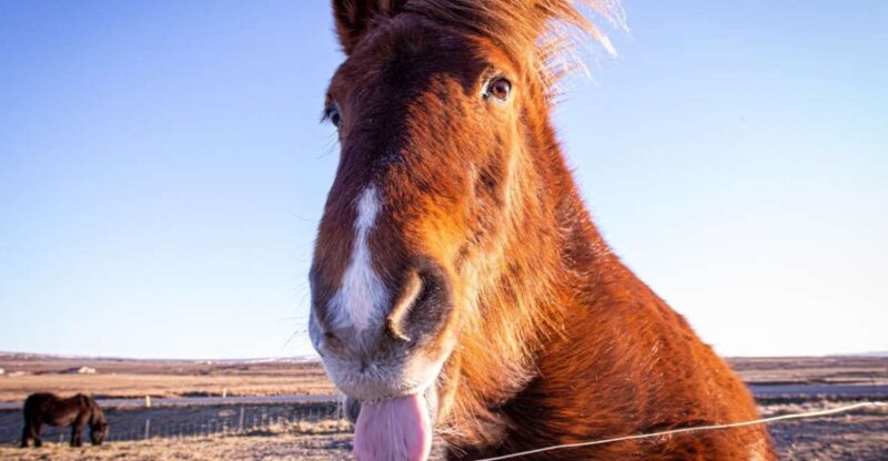 Golden circle, hot spring bakery, tomato farm private tour - Experiencing Geothermal Baking at the Hot Spring Bakery