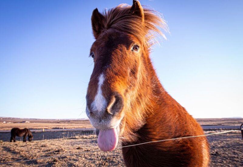Golden circle, hot spring bakery, tomato farm private tour - Interacting with Icelandic Horses and Rural Charm
