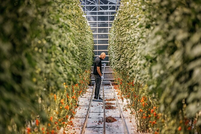 Golden Circle Premium Tour with Fridheimar Farm - Exploring UNESCO-listed Thingvellir National Park