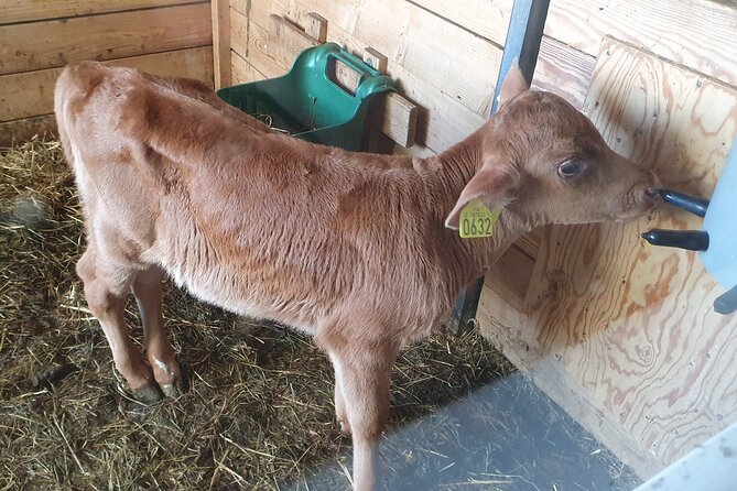 Golden Circle - Shore Excursion from Reykjavik in Minibus, English - Witness the Power of Gullfoss Waterfall