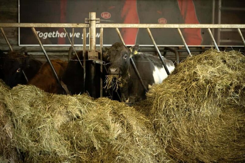 Golden Circle Tour with Brúarfoss, Faxafoss and Fontana Spa - Soaking in the Thermal Waters at Fontana Spa