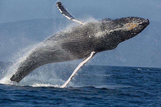 Golden Hour Whale Watch from Lahaina - Included Snacks and Beverages