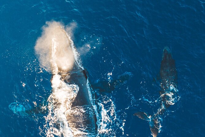 Golden Hour Whale Watch from Lahaina - The Crew and Service Quality