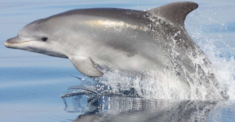 Golfo Aranci: Eco-Friendly Dolphin Watching Boat Trip - The Role of Guides in Enhancing the Experience