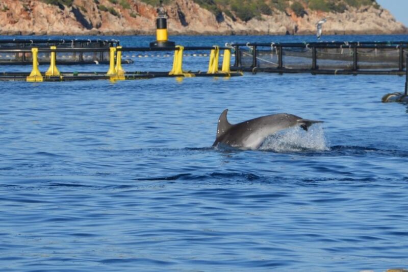 Golfo Aranci: Eco-Friendly Dolphin Watching Boat Trip - What Dolphin Sightings Look Like on this Tour