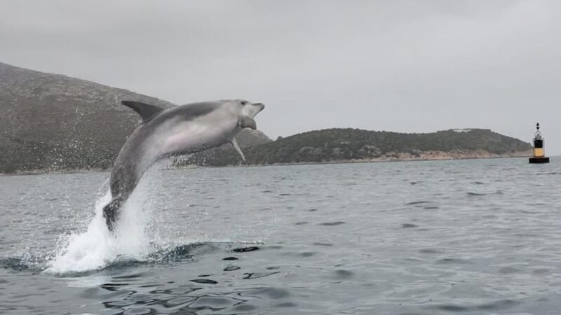 Golfo Aranci: Small group Kayak tour with Aperitif &dolphins - Snorkeling and Swimming at Cala Moresca