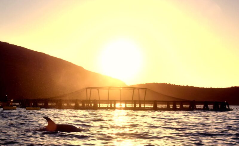 Golfo Aranci: Sunrise Dolphin Kayak Tour with Breakfast - Practical Details: What’s Included and What to Prepare