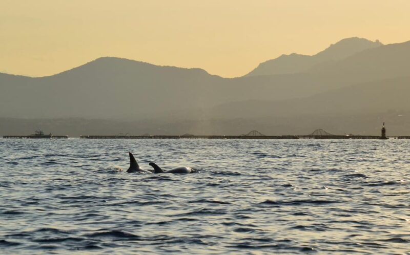 Golfo Aranci: Sunset Dolphin Kayak Tour with Aperitif - The Magic of Watching Dolphins in the Mediterranean
