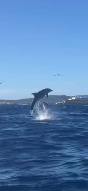 Golfo Aranci tour SUP Paddleboard Dolphin watching, aperitif - Key Points