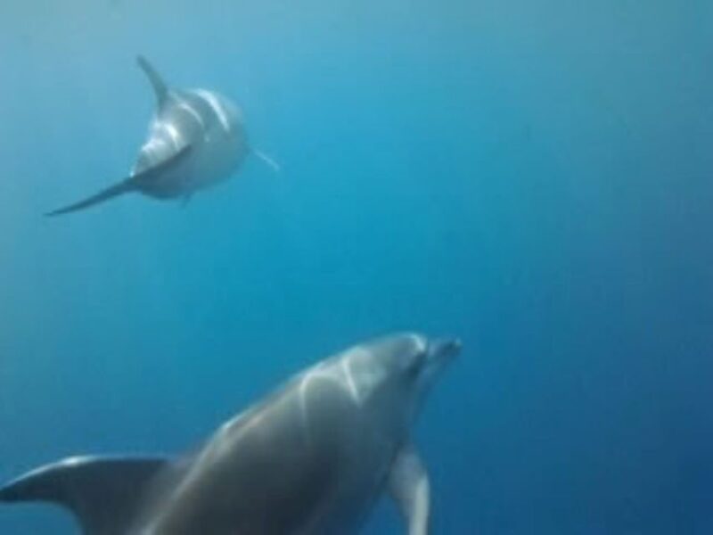 Golfo Aranci tour SUP Paddleboard Dolphin watching, aperitif - Dolphin Watching: A Magical Encounter