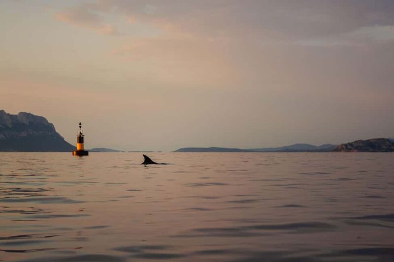 Golfo Aranci: traditional or transparent kayaks, dolphins, and aperitifs - Key Points