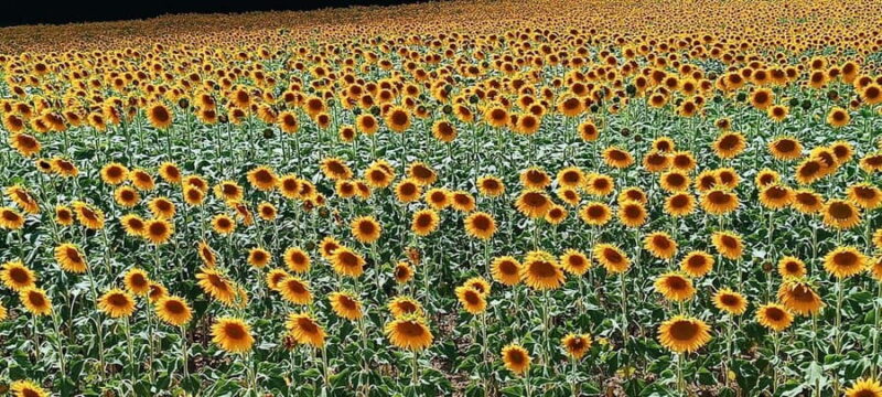 Gorges du Verdon & Plateau de Valensole - Practical Details: Transportation and Guide