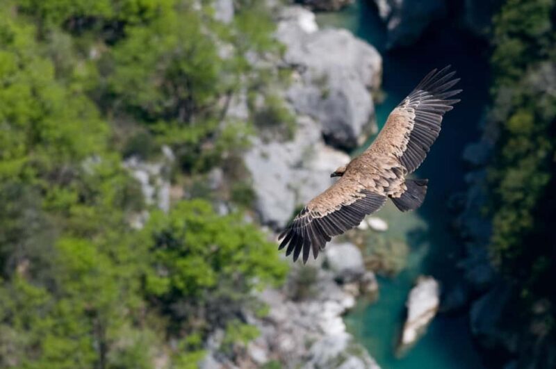 Gorges du Verdon: Watching vultures - Insights from Raoul: An Enthusiastic Local Ornithologist