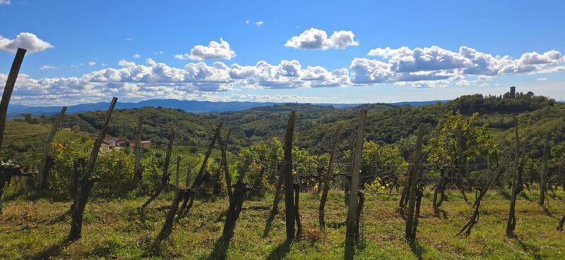 Gorika Brda: Wine Walk and Tasting - Key Points