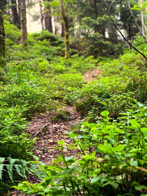 Gothenburg: The Local Experience - Home Visit, Food & Forest - Pricing and Value for Money