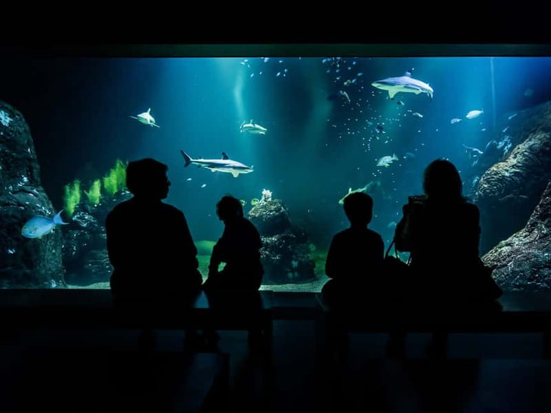 Gothenburg: Universeum Entry Ticket - The Ocean Zone: Sharks, Stingrays, and Colorful Marine Life
