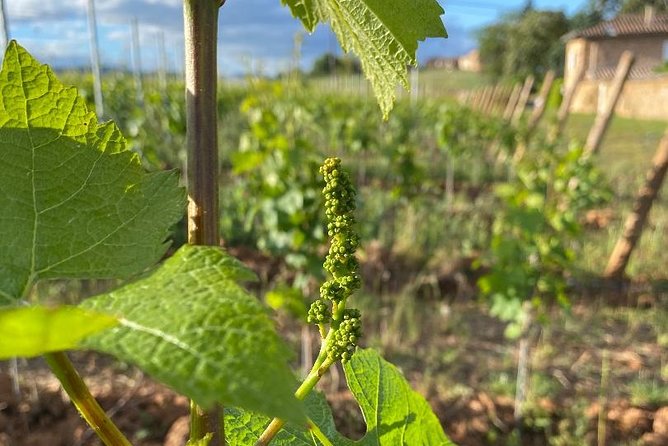 Gourmet walk in the gardens of Château Champ-Renard - Scenic Hiking Around the Château