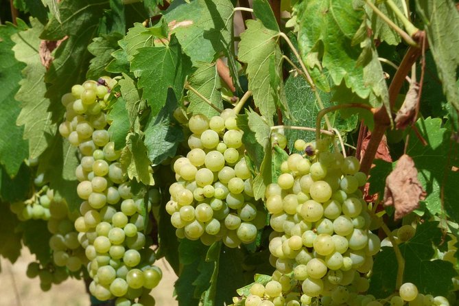 Gourmet Wine Tour San Gimignano Wine Tasting - San Quirico Winery - Key Points